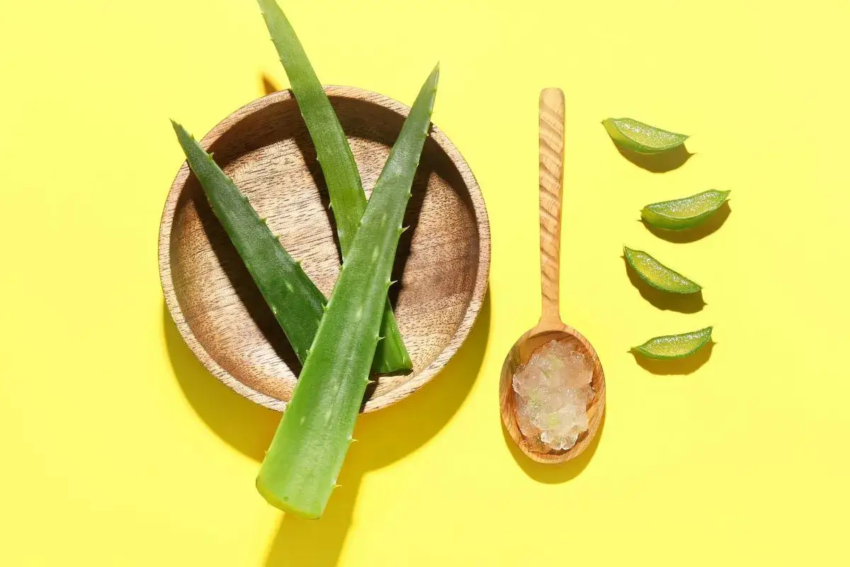 Liście aloesu w drewnianej miseczce i żel aloesowy na łyżce. Idealny aloes na włosy, odżywiający i nawilżający.